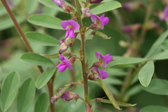 Tephrosia purpurea